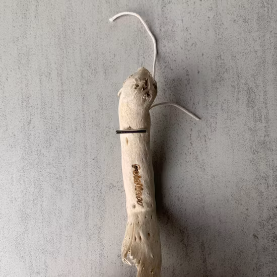 Pisos laminados Piso Chevron Madera de ingeniería de 12 mm para decoración del hogar Calefacción por piso Tiendas disponibles Hogar Pisos laminados de estilo moderno